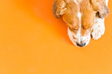 süsser Hund auf orangem Untergrund - obrazy, fototapety, plakaty