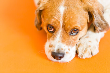 süsser Hund auf orangem Untergrund