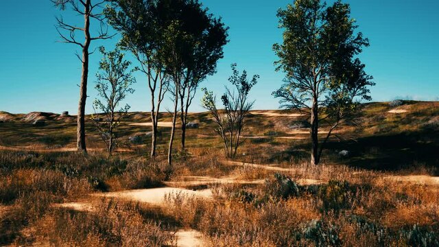 trees on patch of grass with among pine trees in the middle of the sand dunes