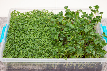 A container with microgreens grown at home on the windowsill. Green sprouts of radish and mustard on the dining table. Healthy food concept. Close-up with selective focus