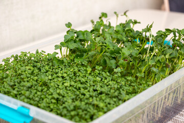 A container with microgreens grown at home on the windowsill. Green sprouts of radish and mustard on the dining table. Healthy food concept. Close-up with selective focus