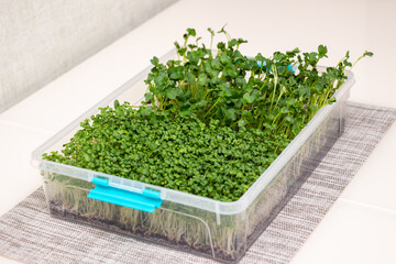 A container with microgreens grown at home on the windowsill. Green sprouts of radish and mustard on the dining table. Healthy food concept. Close-up with selective focus