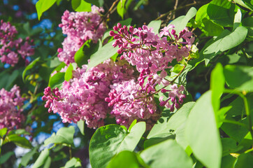 Pink Lilac with green leaves close up spring background