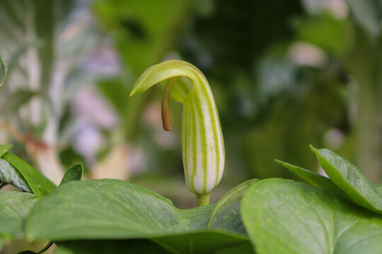 Arisarum vulgare probosciteum pianta e foglia