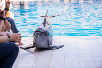 Dolphins show at Safari World Text space(Bangkok, Thailand)
