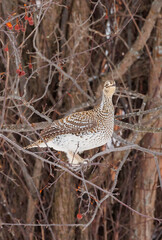 Roughed grouse perched in tree