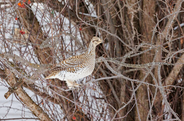 Roughed grouse perched in tree