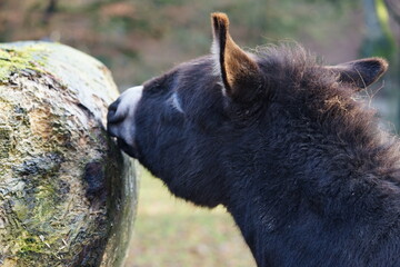 an donkey on the pasture