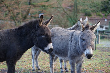 Fototapeta premium an donkey on the pasture