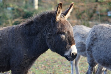 an donkey on the pasture