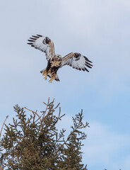Northern rough legged buzzard hawk
