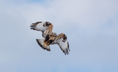 Northern rough legged buzzard hawk