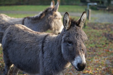 Fototapeta premium an donkey on the pasture