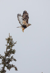 Northern rough legged buzzard hawk
