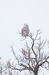 Snowy owl hunting