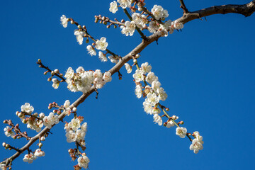 White plum blossoms in full bloom, attracting bees for nectar, blue sky.