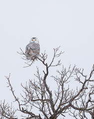 Snowy owl hunting