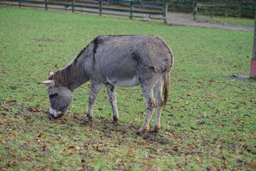 an donkey on the pasture
