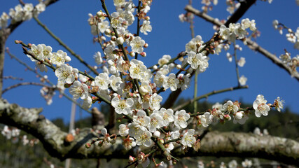 White plum blossoms in full bloom, attracting bees for nectar, blue sky.