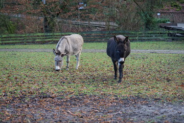 an donkey on the pasture