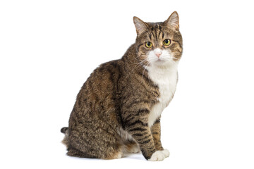 Obraz premium Large and serious grey cat