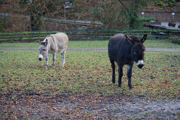 an donkey on the pasture