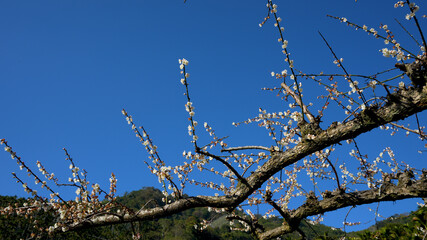 White plum blossoms in full bloom, attracting bees for nectar, blue sky.