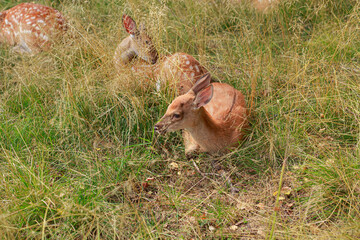 Two sika deer lie in the grass in summer near the forest