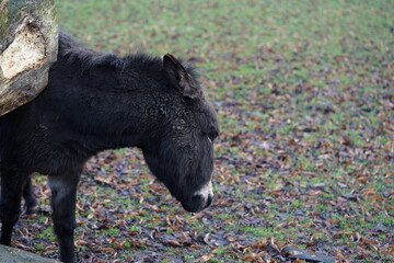 an donkey on the pasture