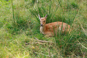 Dappled deer in the tall grass. Wild animal resting in nature in summer