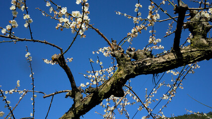 White plum blossoms in full bloom, attracting bees for nectar, blue sky.