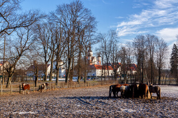 Zimowy spacer po Supraślu, Podlasie, Polska © podlaski49