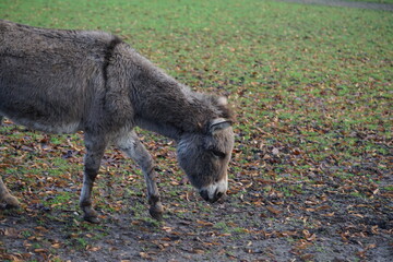 an donkey on the pasture