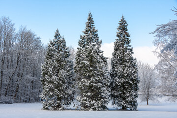 Winterliche Bäume im Park von Schloss Sommershausen