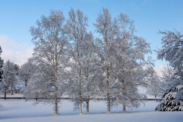 Fototapeta na wymiar Winterliche Bäume im Park von Schloss Sommershausen