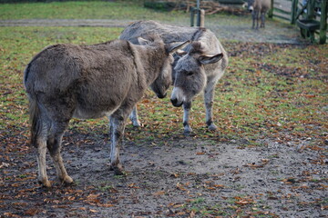 an donkey on the pasture