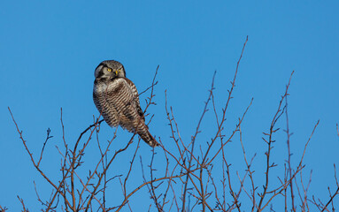Northern hawk owl hunting