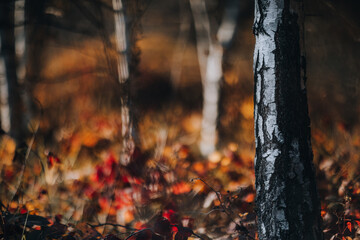 tree trunk in the autumn