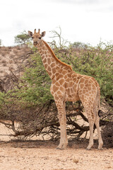 Giraffe in the Kgalagadi