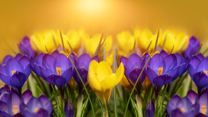 Fototapeta krokusy fioletowe i żółte krokusy w ogrodzie o wchodzie słońca obraz