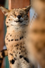 Serval cat in the Ukrainian zoo, a rare species of cat.