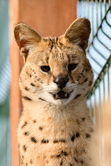 Serval cat in the Ukrainian zoo, a rare species of cat.