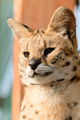 Serval cat in the Ukrainian zoo, a rare species of cat.