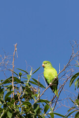 A parrot high in a tree. The Plain Parakeet. Species Brotogeris tyrica. It is a typical parakeet of the Brazilian Atlantic forest. Birdwatching. Birding.