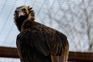 Life of a vulture in captivity, an isolated bird in a zoo, zoos of Ukraine.