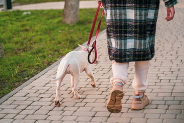 Girl in a plaid coat walks with white adult bull terrier on a leash in the park