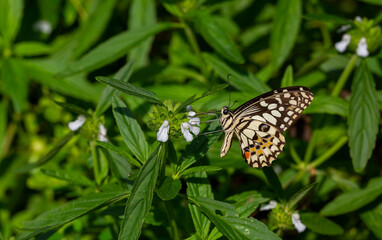 tropical butterfly perched on leaves in the forest