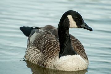 canada goose on lake