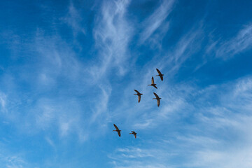快晴の空を飛ぶ野鳥の群れ