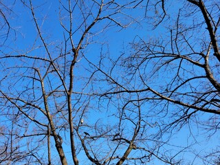 tree branches against blue sky